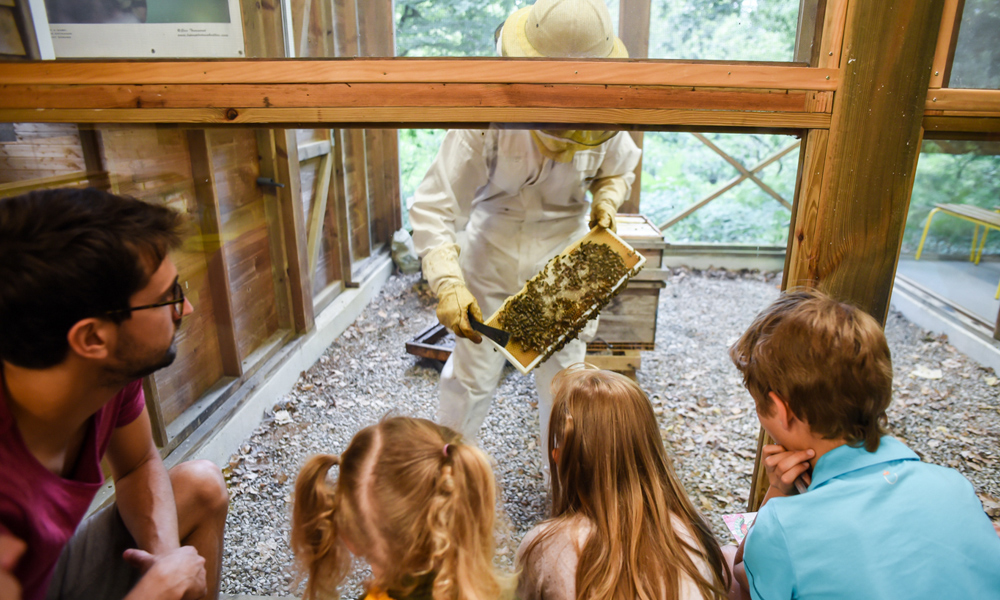 cal-miel-abeilles